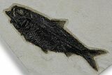 Multiple Fossil Fish (Knightia) Plate - Wyoming #349237-2